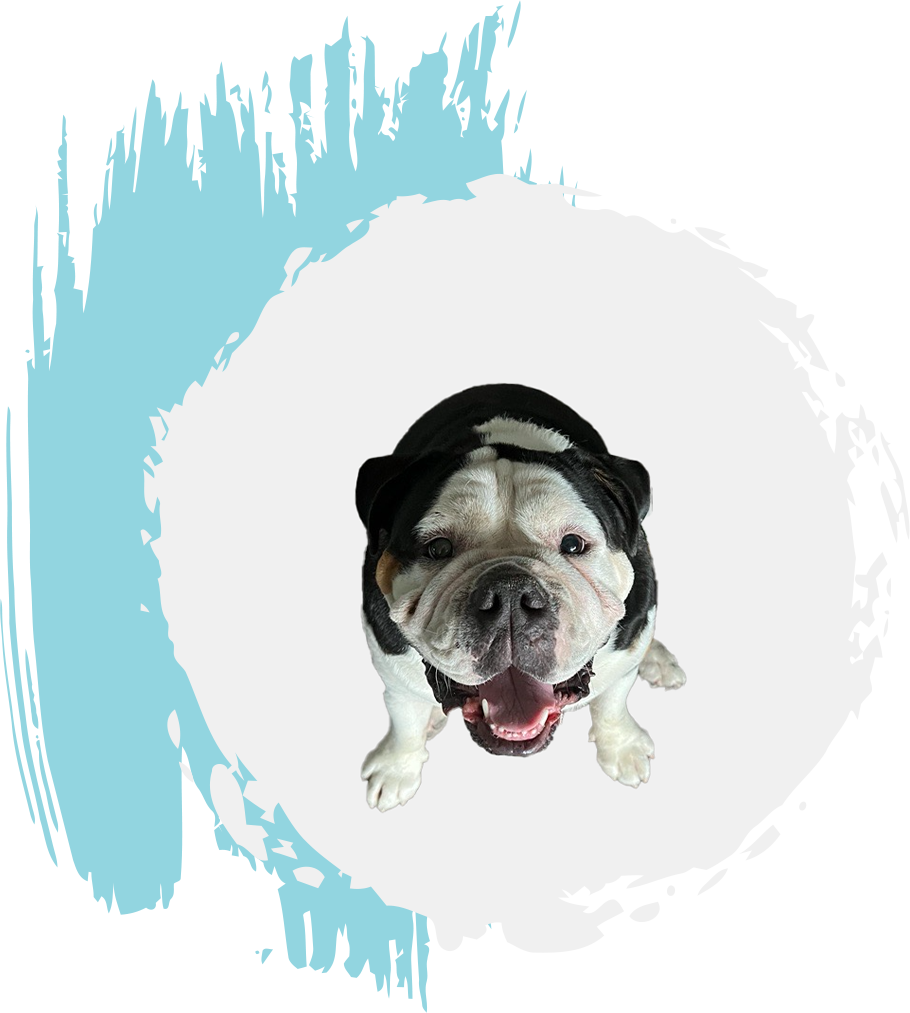 full service marketing agency